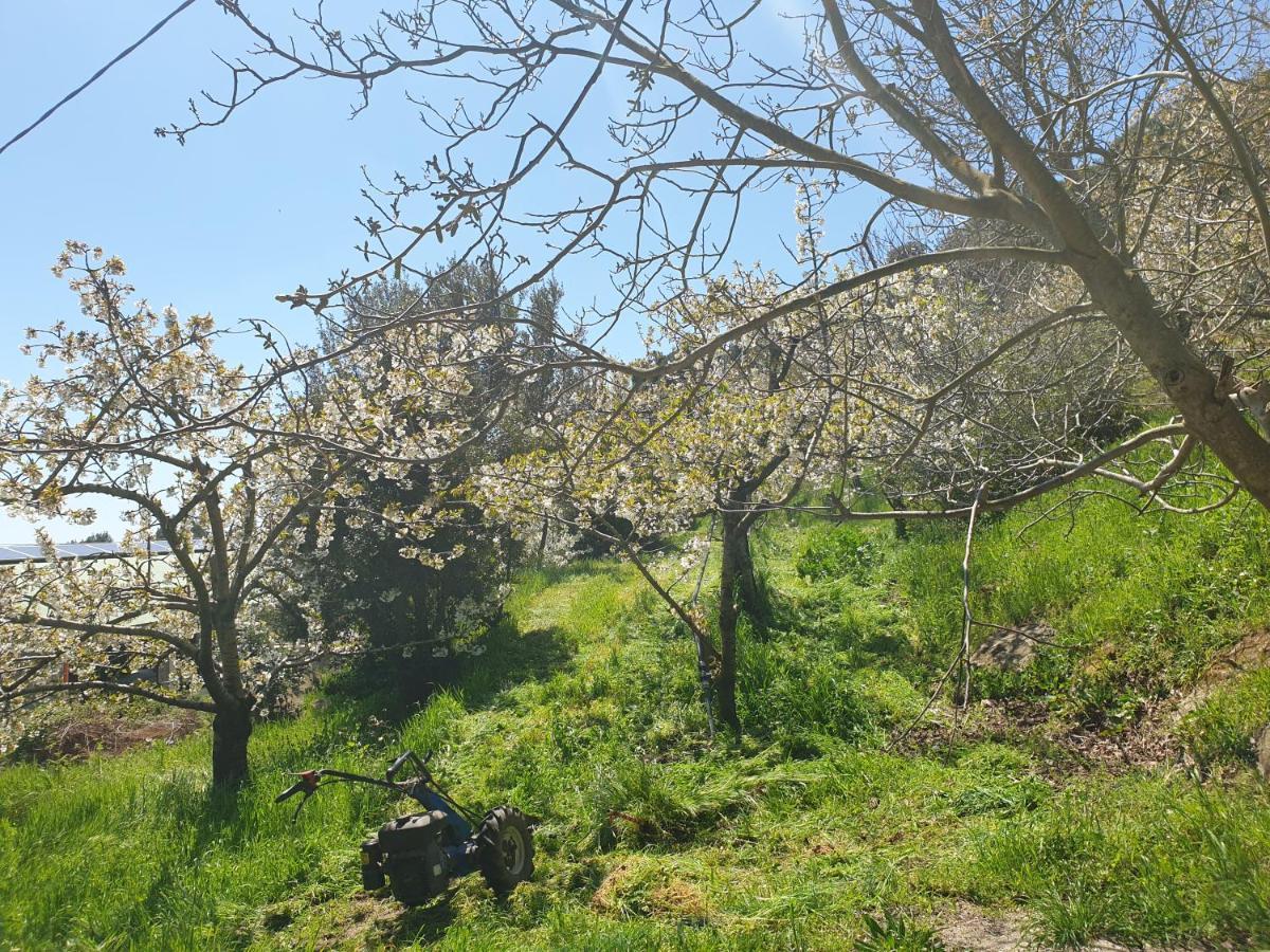 Oasi Del Benessere Hotel Ilbono Bagian luar foto